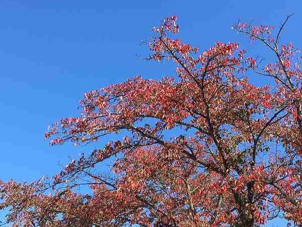 会社前の桜